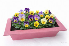 2, St Gärtnerbox Pflanzschale