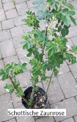 Schottische zaunrose - schottische,