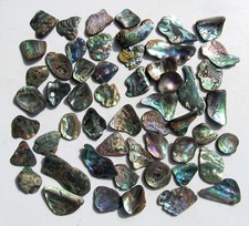Paua Muschel Abalone Perlmuttperle Perlmuttmuschel, Posten ab 30 g.