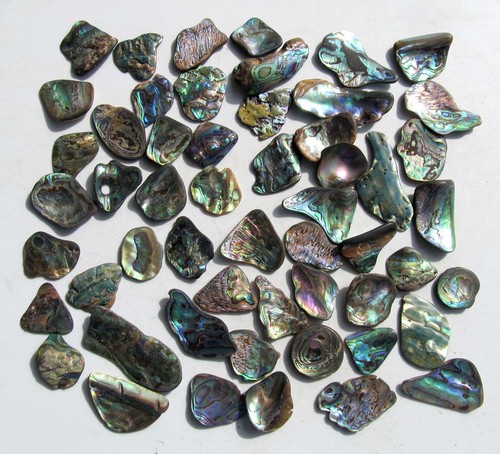 Paua muschel abalone - paua,
