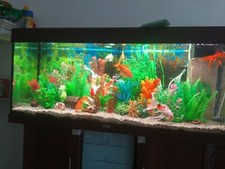 Juwel Aquarium 240L Komplettset mit Unterschrank