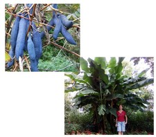 Samen Sparset Blaugurke und