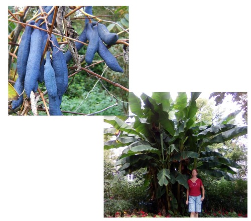 Samen sparset blaugurke und - sparset,