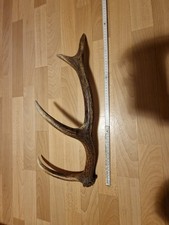 Abwurfstange Rothirsch Hirschgeweih Geweih 680g 60cm Nr.6