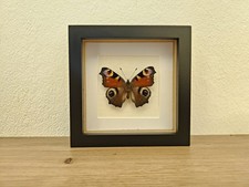 Tagpfauenauge Echter Schmetterling Im Bilderrahmen Entomologie Deko