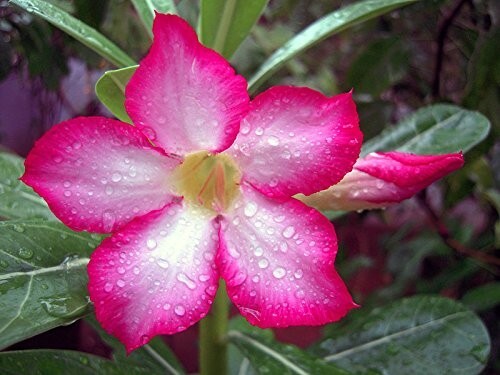 Wüstenrose mix adenium - -,