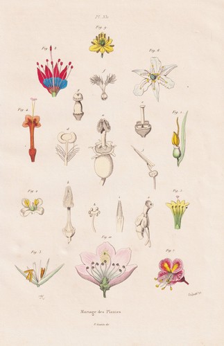 Mariage des plantes blumen - plantes,