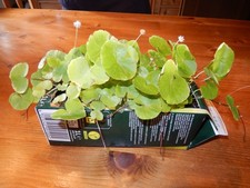 AQ ⭐ SCHNÄPPCHEN:  Brasilianischer Wassernabel für's Aquarium oder Terrarium