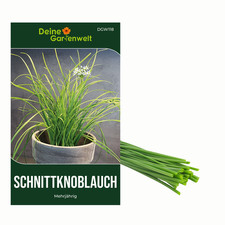 Schnittknoblauch Mehrjährig