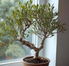 Schnee-Gummibaum exotisch