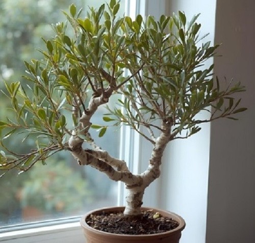 Schnee gummibaum exotisch - schnee-gummibaum,