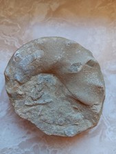 Ceratites , Thüringen