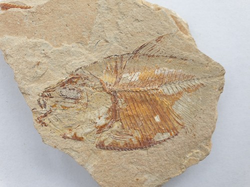 Diplomystus birdi seltener - birdi,
