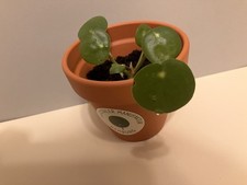 Glückstaler: Der grüne pflanzliche Glücksbringer pilea peperomioides