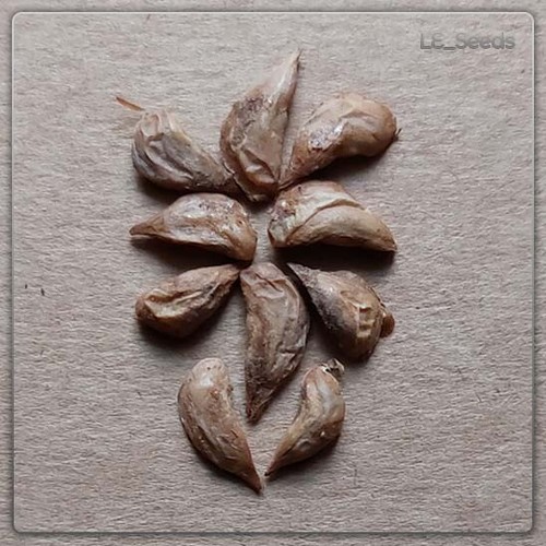 Cedrus libani samen - 10, x