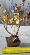 Prebonsai,  Feldahorn  , Acer