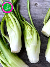 Puntarella ? VULKANSPARGEL 500+ Samen?? Blattzichorie ital. Küche