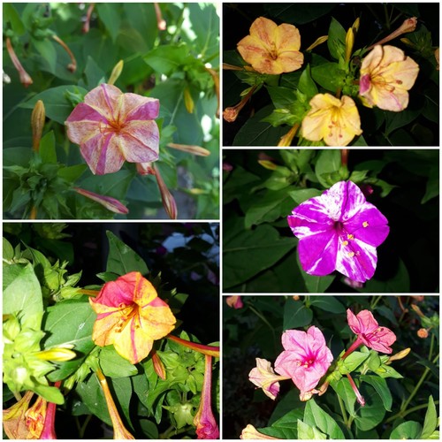 Die wunderblume mirabilis - wunderblume, (mirabilis