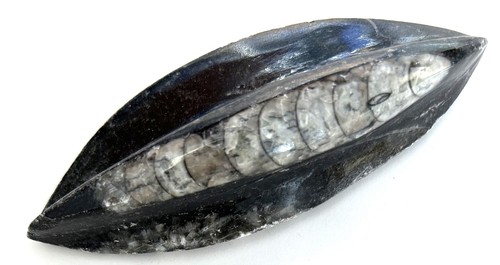 Fm0271 natürlicher orthoceras - fm0271,