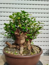 pre Bonsai Ligustrum Chinensis
