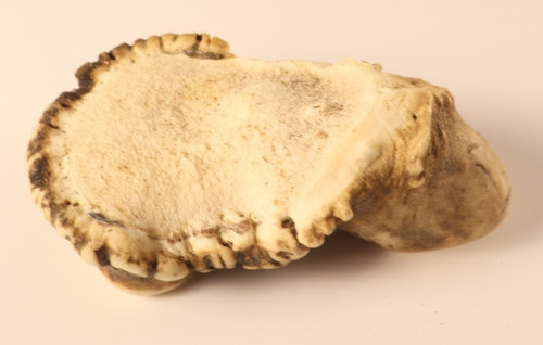 Geweih hirschrose hirschhorn - hirschrose,