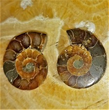 Mini  Phylloceras Paar Poliert