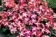 Fleissiges lieschen accent - fleissiges,