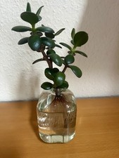 Affenbrotbaum/Geldbaum/Pfennigbaum, 25 cm hoch, mit Wurzeln