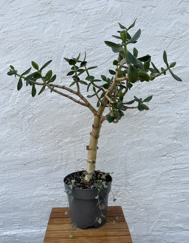 Crassula ovata geldbaum - ovata, xl