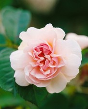 Rosa 'Felicia', Strauchrose