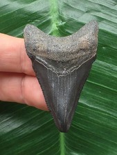 5,0 cm graublauer Zahn des