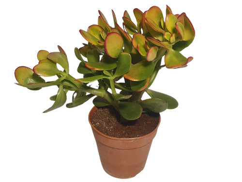 Geldbaum crassula ovata - geldbaum, sunset