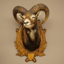 Mufflon (Ovis gmelini musimon)
