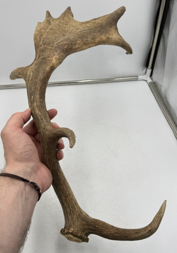 Echte damhirsch abwurfstange - echte,