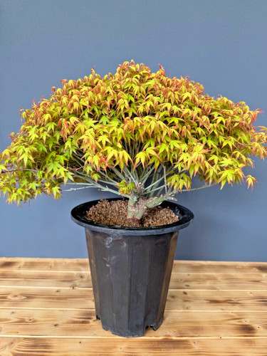Bonsai acer kiyohime - kiyohime, ahorn