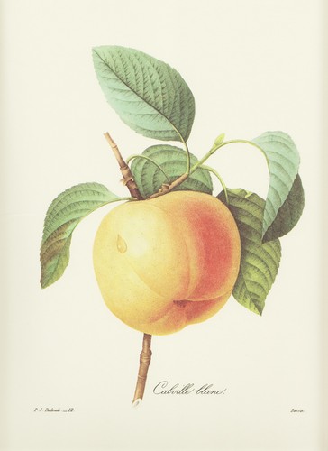 Apfel frucht malus communis - ,