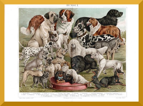 Hunde 130 jahre alter - +130,