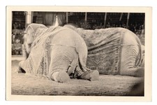 Original Handabzug Zirkus