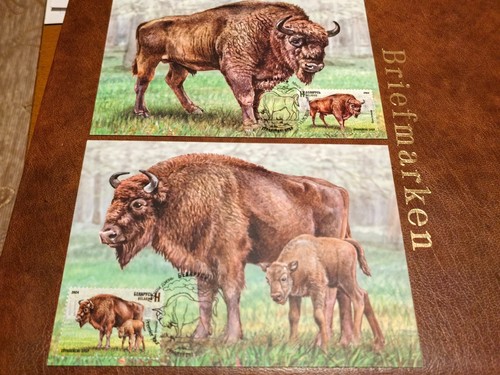 Wisent weißrußland - wisent,