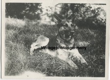Z1585 Photo 1920s Dog German