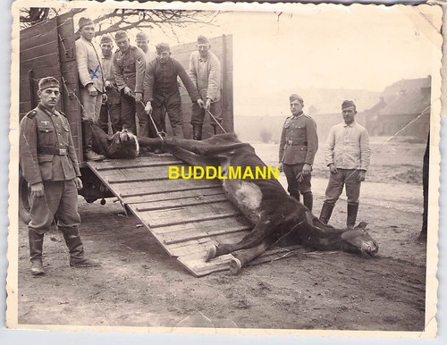 Foto wehrmacht veterinär - foto,