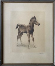 Radierung Kurt Meyer-Eberhardt Fohlen Pferd Tier Porträt