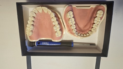 Zahnmodell frasaco ana v - frasaco,