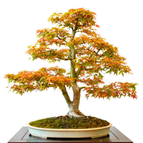 Gute samen fächerahorn bonsai - fächerahorn,