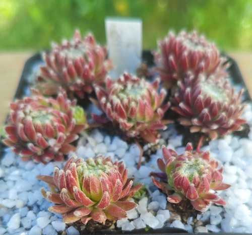 Sempervivum sprite 2x - "sprite",