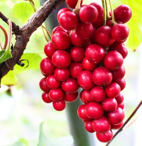 Samen obst limonenbaum die - samen,