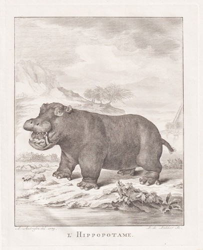 Hippopotamus flusspferd - hippopotamus,