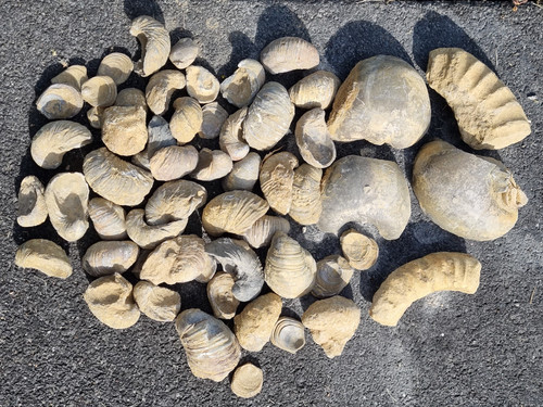 Fossilien jura gryphaea - jura,