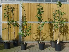 Nashi birne kosui pyrus - nashi,