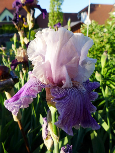 Iris hohe bartiris - iris, tb